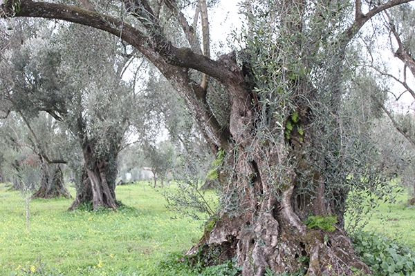 The organic farm Le terre di zoè