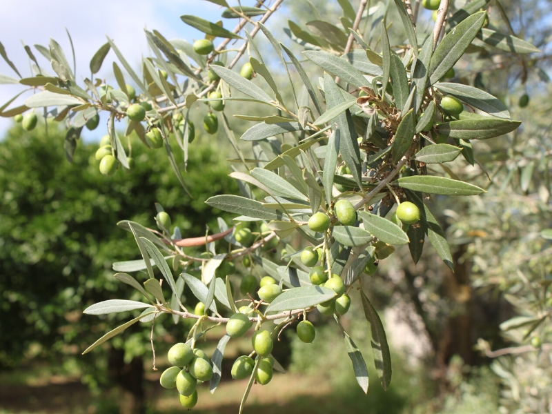 Olive „Ottobratica” Le terre di zoè