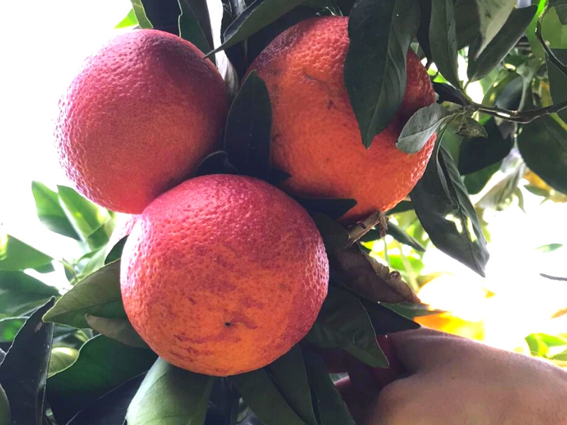 La récolte des oranges Moro commence Le Terre di Zoè
