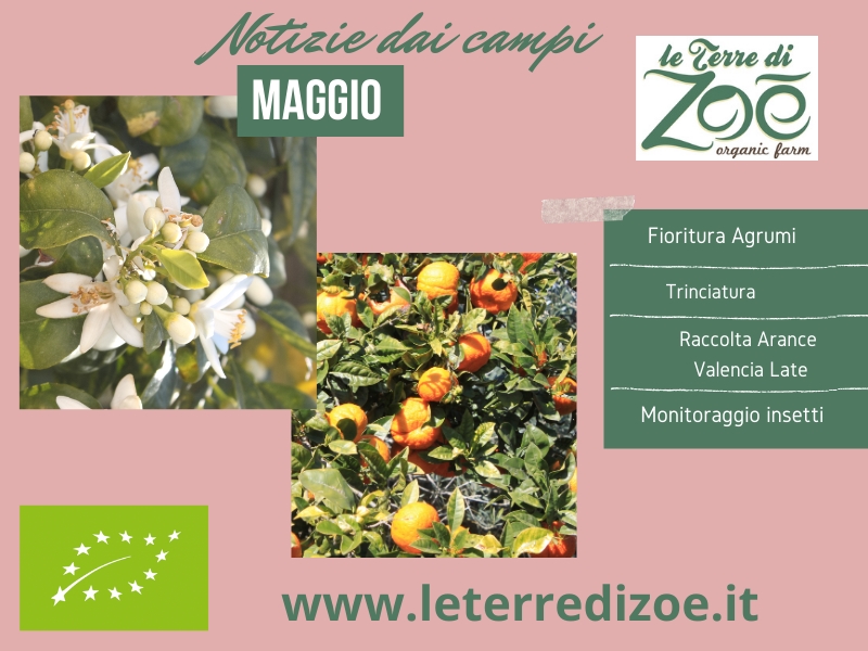 News from the fields - May Le terre di zoè