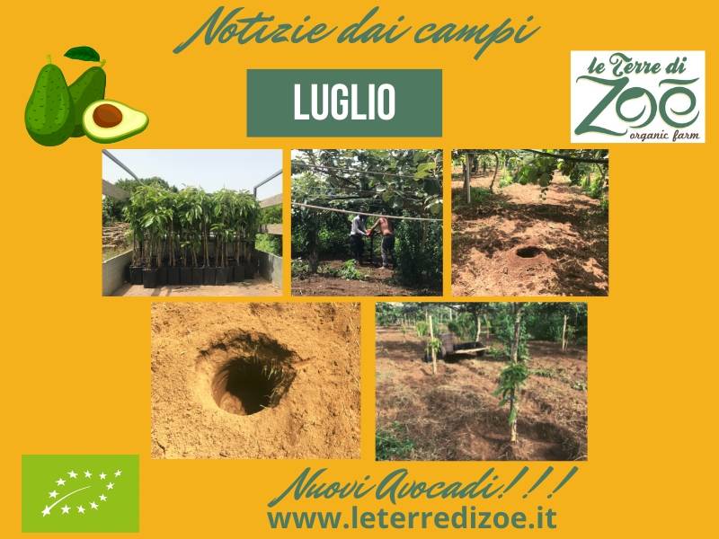 News from the fields - July Le terre di zoè