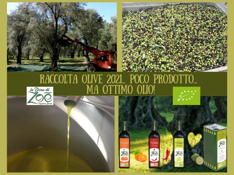 Récolte des olives 2021 - Nouvelle huile biologique EVO Le terre di zoè