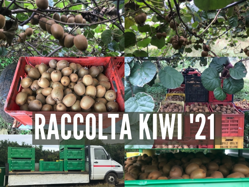 Raccolta Kiwi 2021 - Buona Quantità ed elevata dolcezza del frutto Le Terre di Zoè