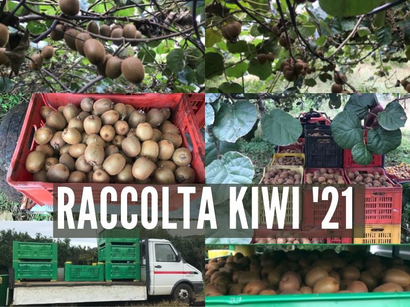 Kiwi Harvest 2021 - Good quantity and high sweetness of the fruit Le terre di zoè