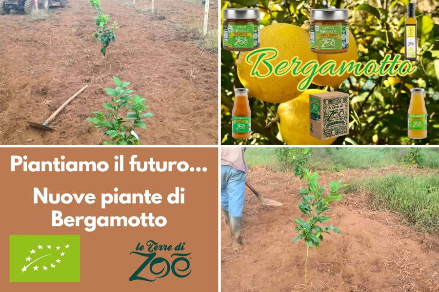 Lasst uns die Zukunft pflanzen ... Neue Bergamottenpflanzen Le terre di zoè