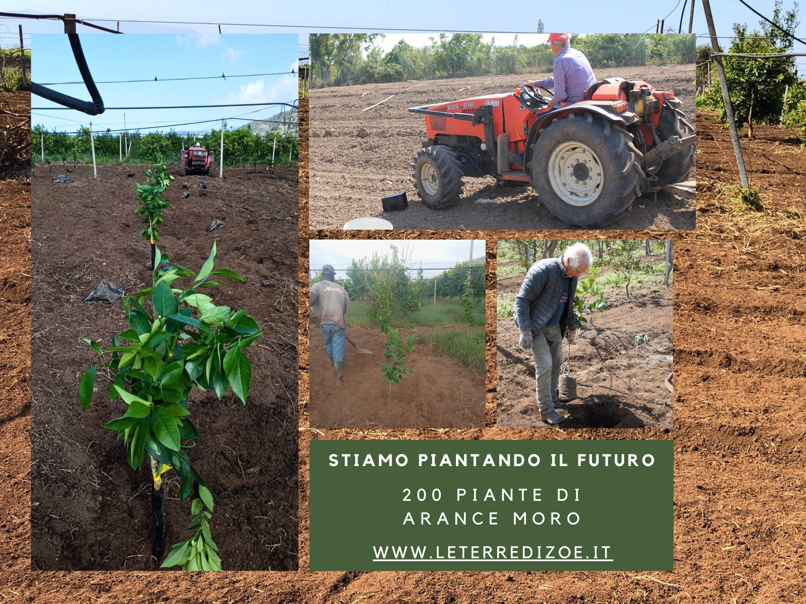 Piantiamo il futuro...Nuove piante di Arance Moro Le terre di zoè