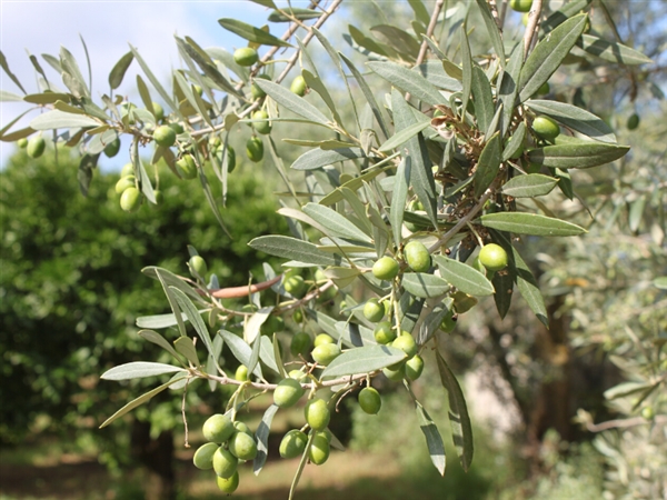 Aceituna Ottobratica Le terre di zoè