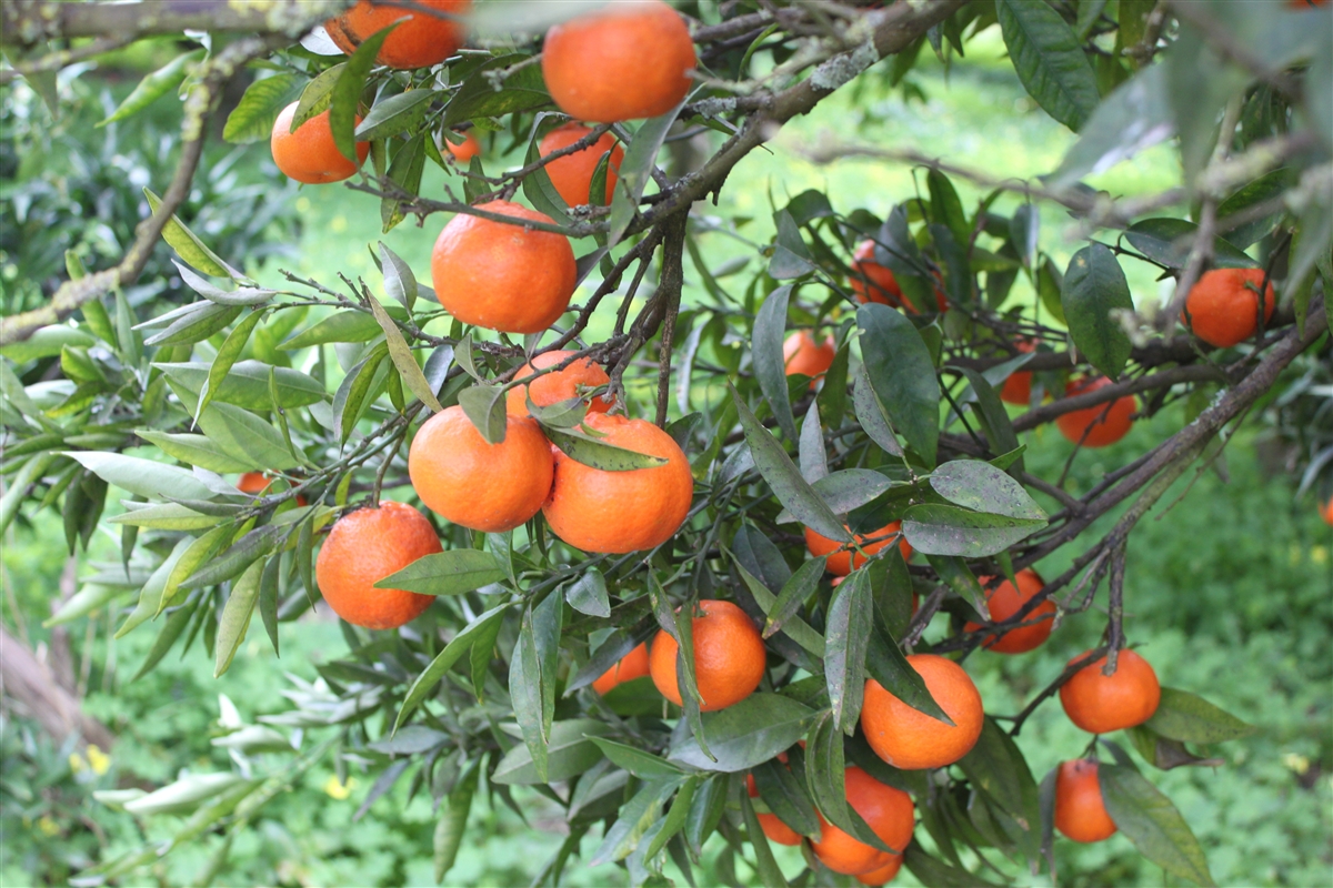 Italienisches Clementinen Kompotte 40g Le terre di zoè 1