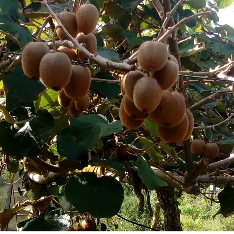 Italian Kiwi Organic Compotes Le terre di zoè 2