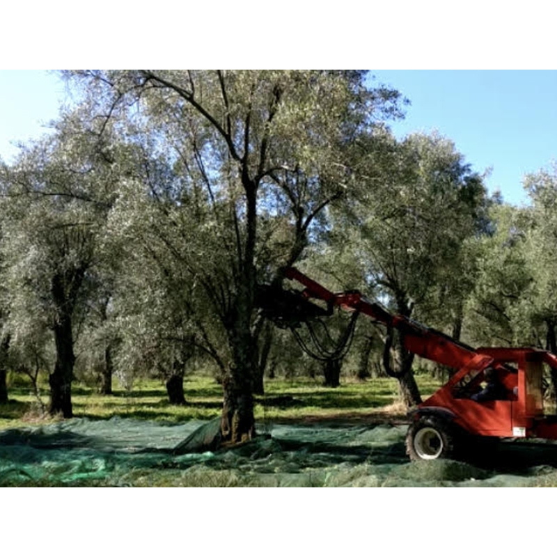 Olio Extra Vergine di Oliva Biologica di Calabria Monocultivar Ottobratica 500ml Vetro Le terre di zoè 2