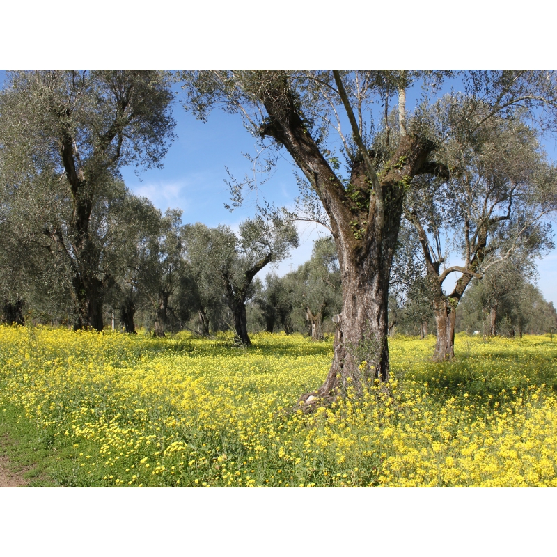 Italienisches OLIVENÖL EXTRA BIOLOGISCH Le terre di zoè 1