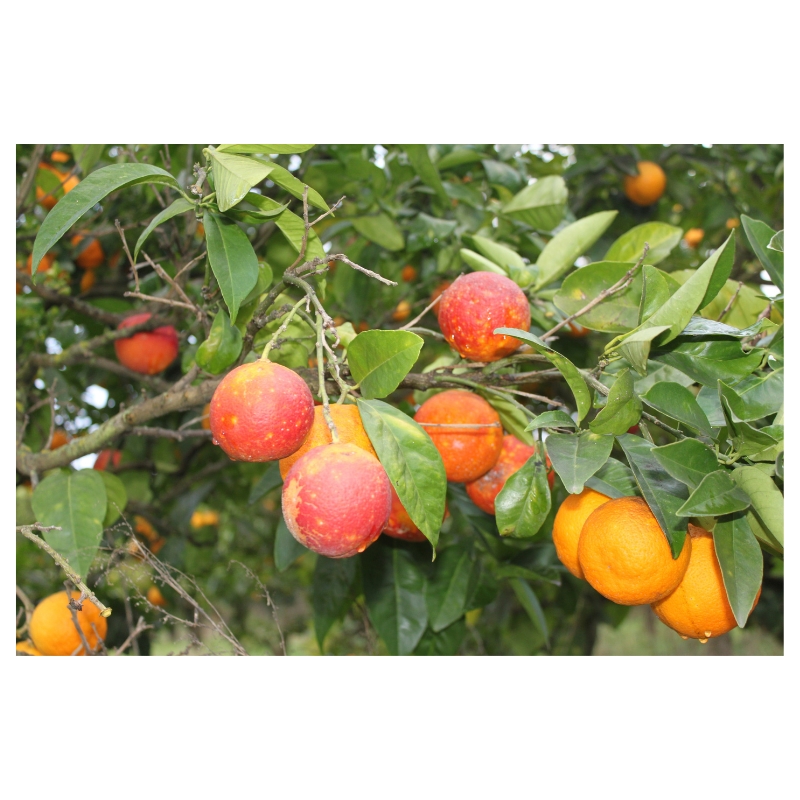 Organic Calabrian blood orange in 1kg box Le terre di zoè 2