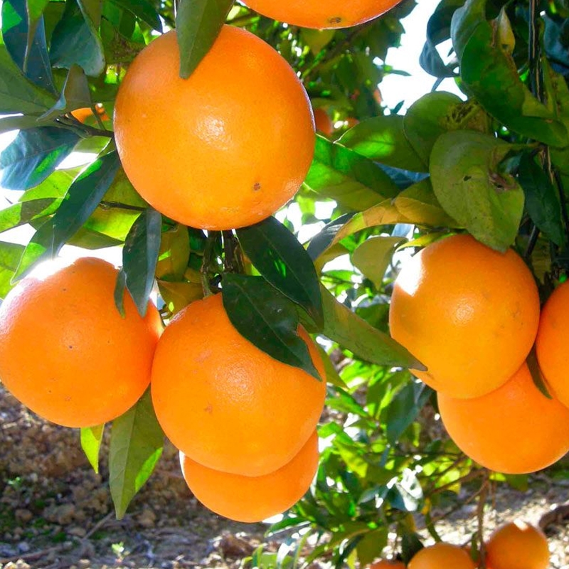 Organic Valencia Orange from Calabria in 1 kg box Le Terre di Zoè 1