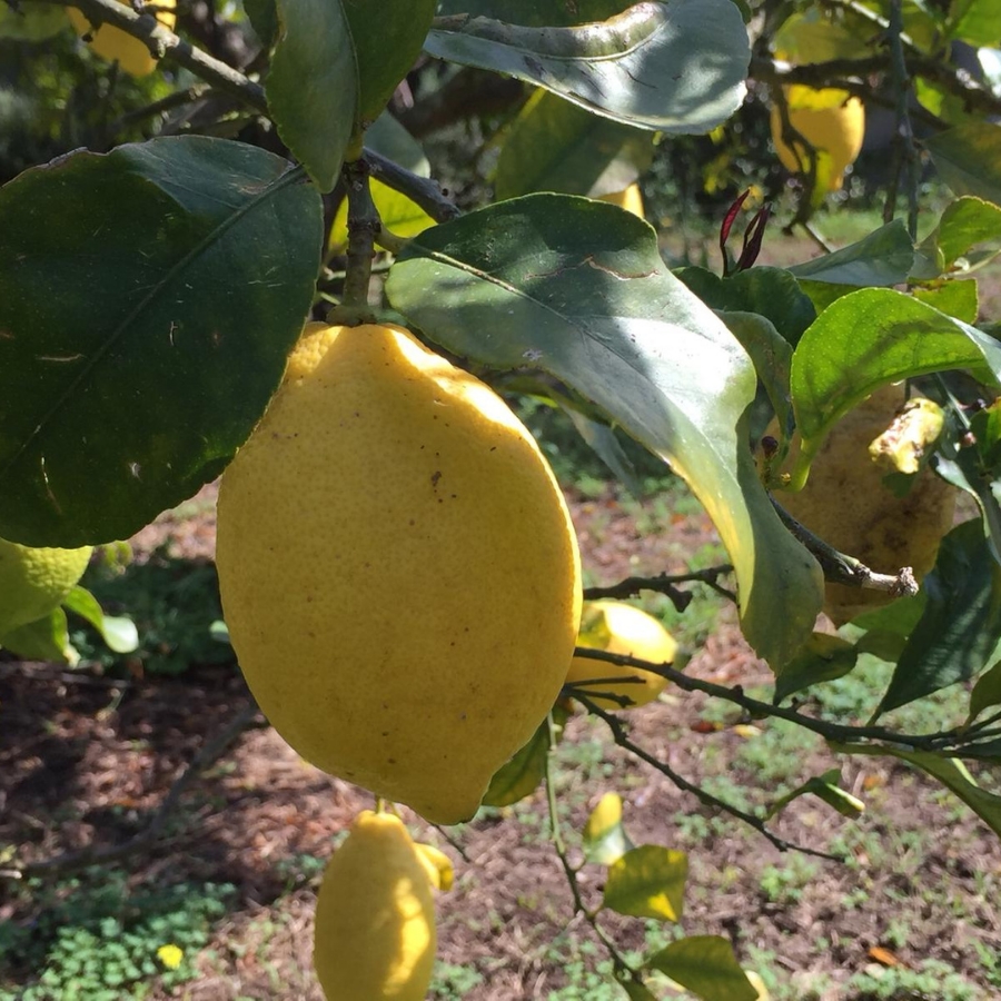 Organic Calabrian Lemon in 1kg box Le Terre di Zoè