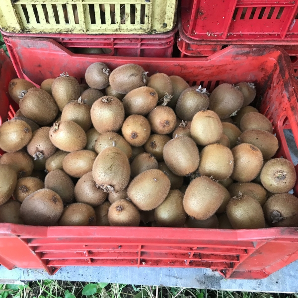 Organic Kiwi Hayward from Calabria in 3kg boxes Le Terre di Zoè