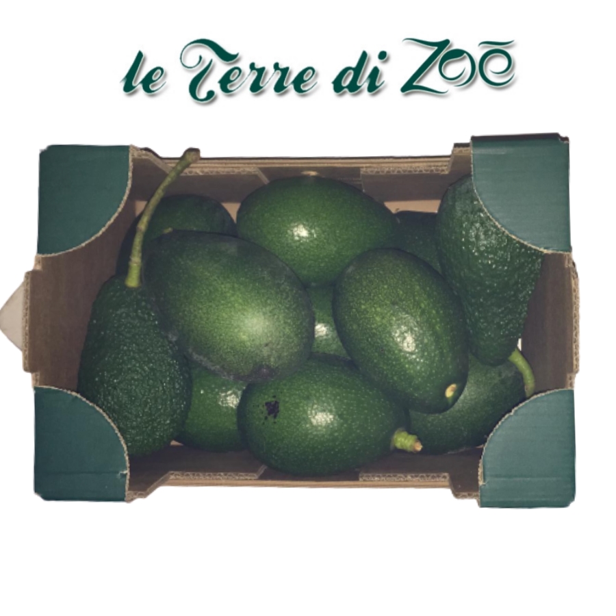 Aguacate orgánico de Calabria en cajas de 3 kg Le terre di zoè