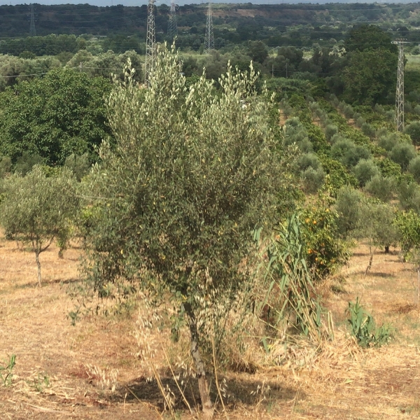 Pianta di Ulivo Ottobratica Le terre di zoè