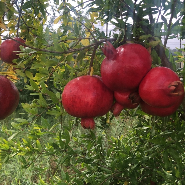 Pomegranate plant Le terre di zoè