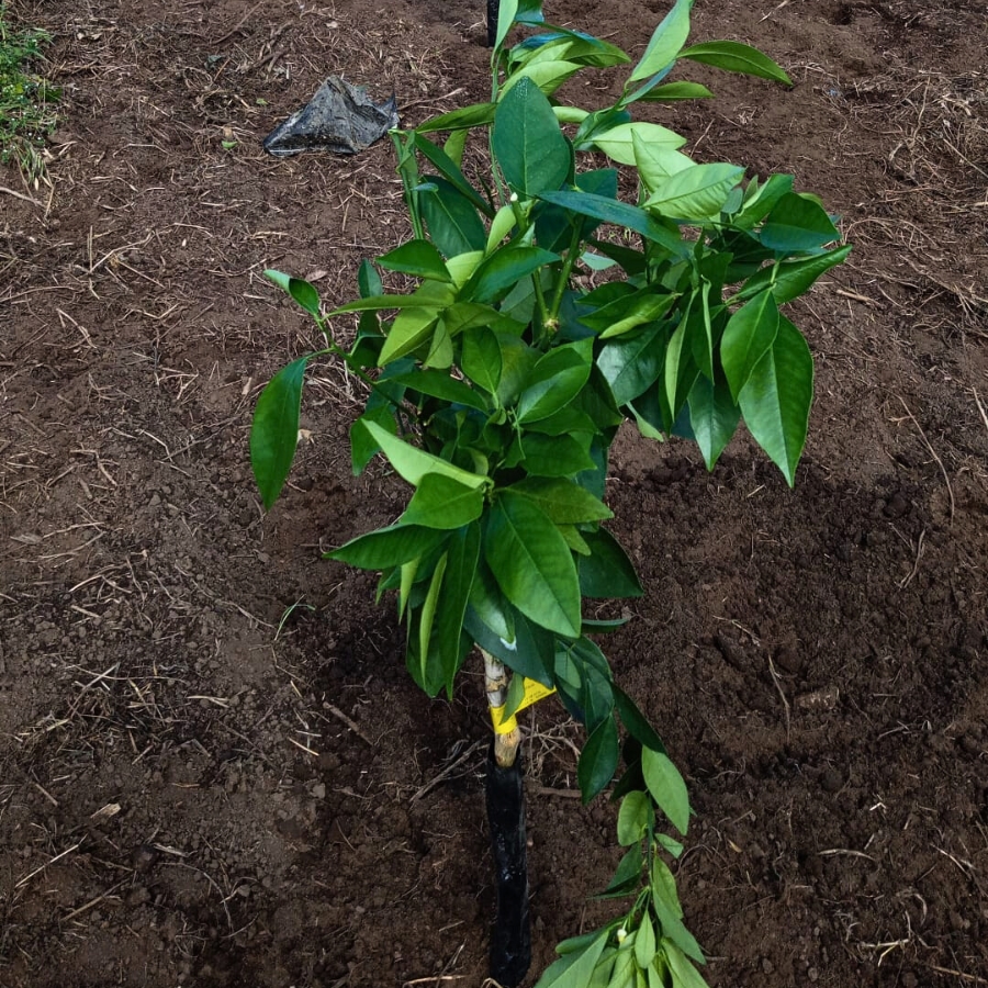 planta de naranja sanguina Le terre di zoè