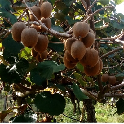 Composta biologica di KIwi di Calabria 260g Le terre di zoè 2