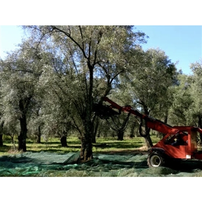 Organic ExtraVirgin Olive Oil Le terre di zoè 2