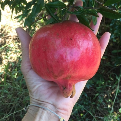 Organic Pomegranate Quality Jolly Red and Wonderfull Le Terre di Zoè 1