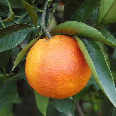 Organic Calabrian blood orange in 1kg box Le Terre di Zoè 1