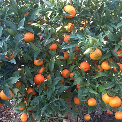 Clementinas de Calabria orgánica en caja de 10 kg Le terre di zoè 2