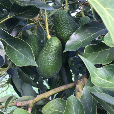 Bio-Avocado aus Kalabrien in 0,5 kg Kartons Le terre di zoè 1