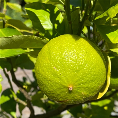 Pianta di Bergamotto Le terre di zoè 1