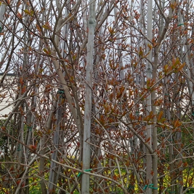 Pomegranate plant