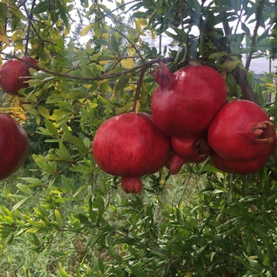Pomegranate plant