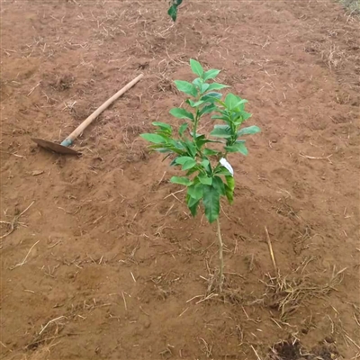  planta de bergamotta